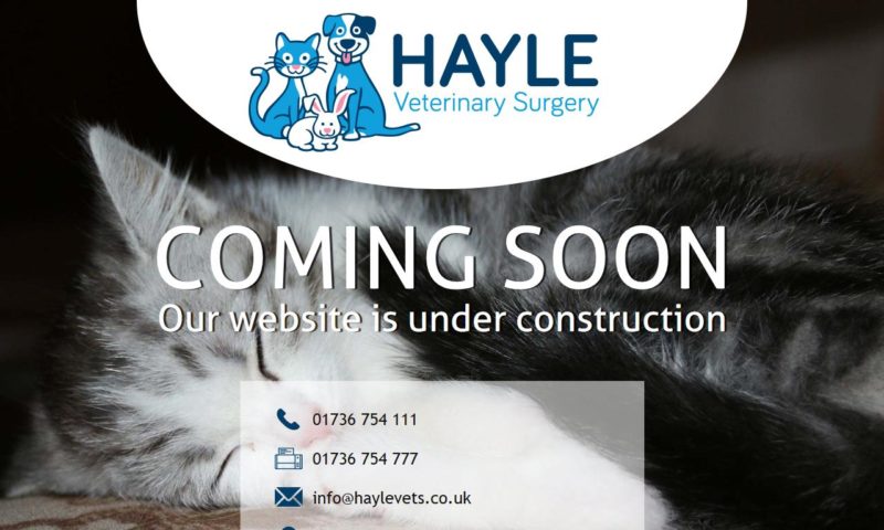 Hayle Veterinary Surgery